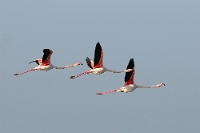 8509 Phoenicopterus roseus (Fenicottero rosa)